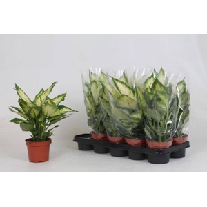 Dieffenbachia Camilla 12Ø 30cm
