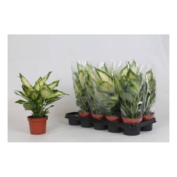 <h4>Dieffenbachia Camilla 12Ø 30cm</h4>