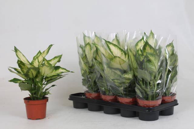 Dieffenbachia Camilla 12Ø 30cm