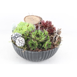 arr4 Semp VL - Kunstst. black ribbel rond KL. x2