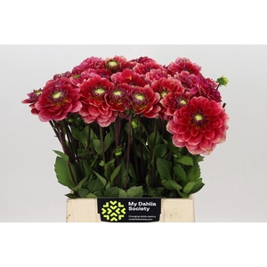DAHLIA OVERIG DAHLIA SALMON SOCIETY