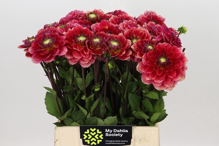 <h4>DAHLIA OVERIG DAHLIA SALMON SOCIETY</h4>