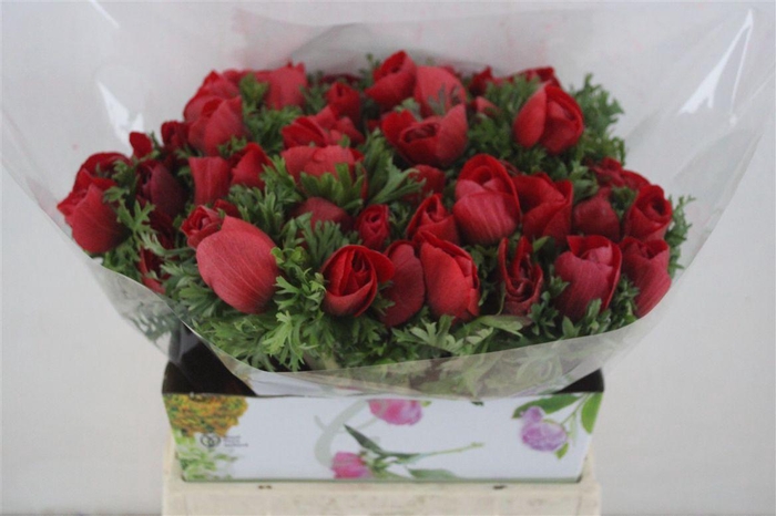 <h4>Anem Mistral Super Red</h4>