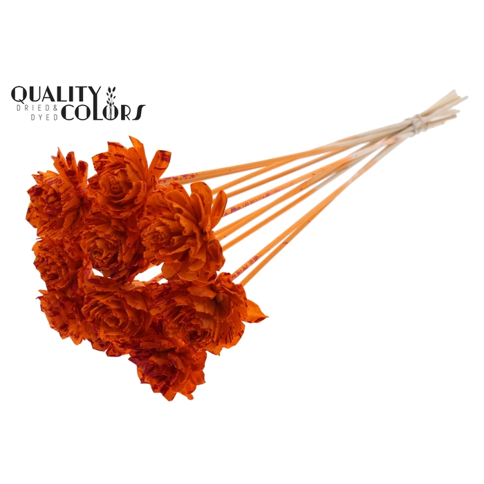 <h4>Shola Dahlia 6cm on stem Splashed Orange/Red</h4>