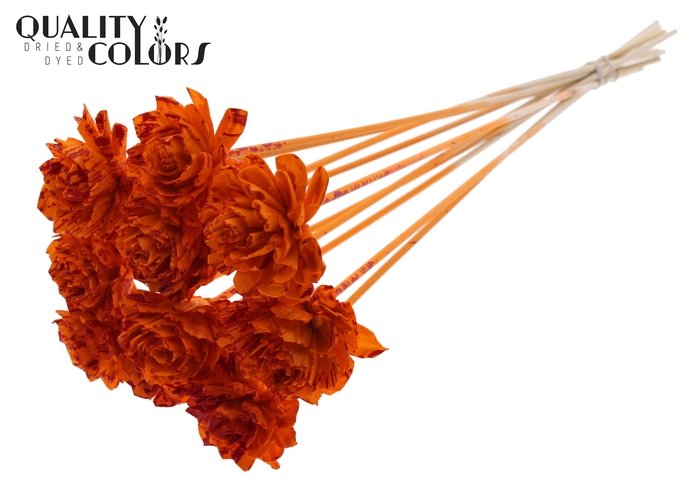 Shola Dahlia 6cm on stem Splashed Orange/Red