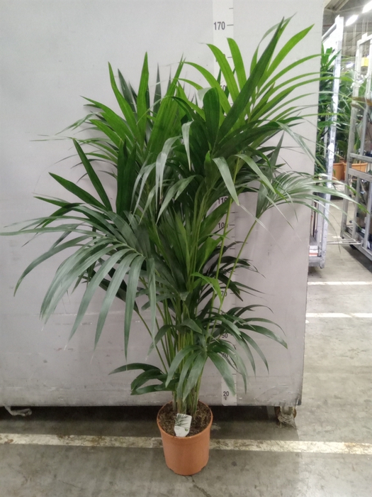 <h4>Howea forsteriana</h4>