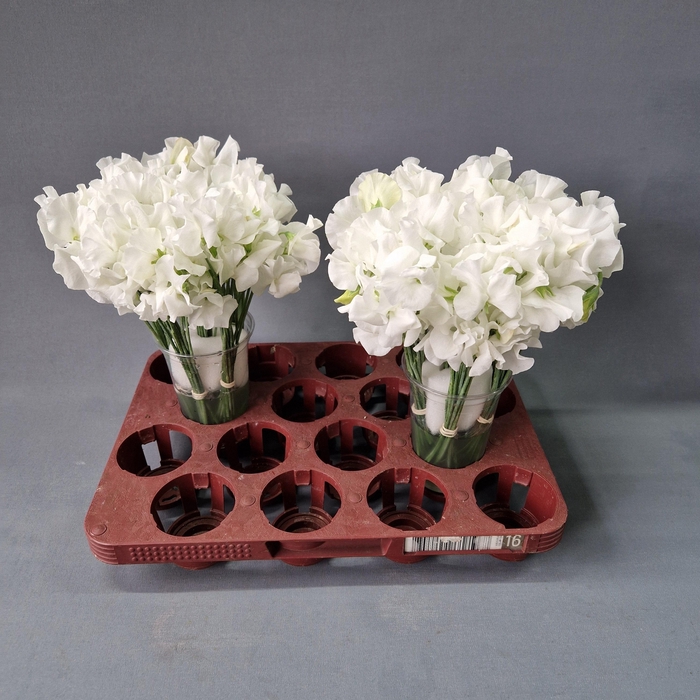 <h4>LATHYR WI SUNS WHITE</h4>