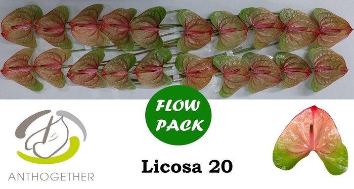 <h4>Anth A Licosa 9 cm X20 Flow Pack Oosterzon</h4>