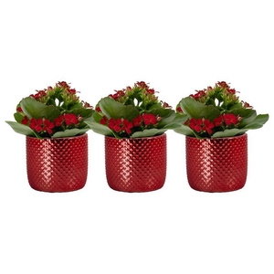 KALANCHOE BLOSSFELDIANA p6