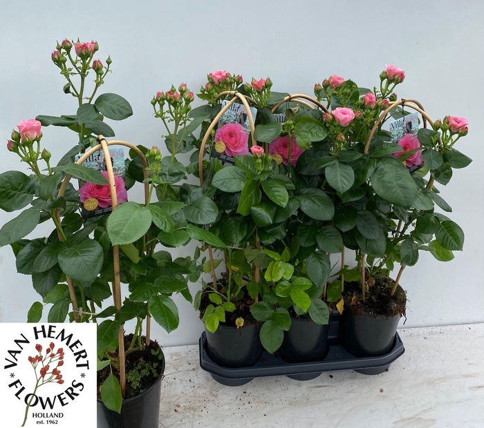 <h4>ROSA FL VR  OZODA</h4>