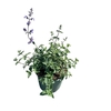 Nepeta Walkers Low