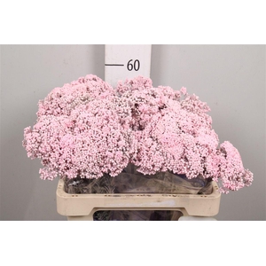 Ozoth Painted Pink