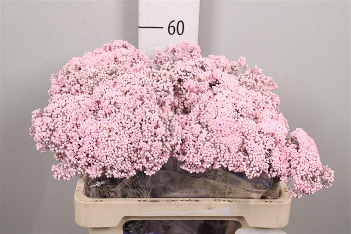 <h4>Ozoth Painted Pink</h4>