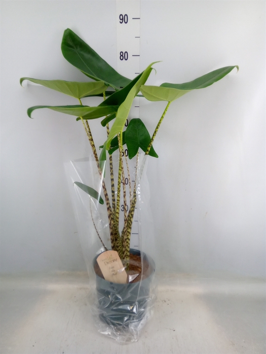 <h4>Alocasia zebrina</h4>