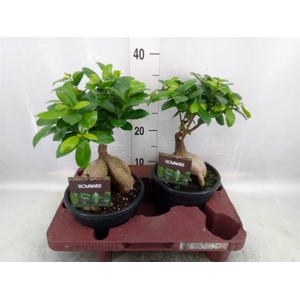 Ficus microcarpa 'Ginseng'