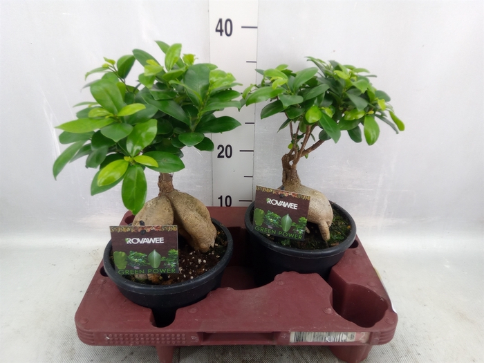 <h4>Ficus microcarpa 'Ginseng'</h4>