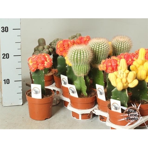 Gymnocalycum Japan mix (Cites) 10,5Ø 25cm