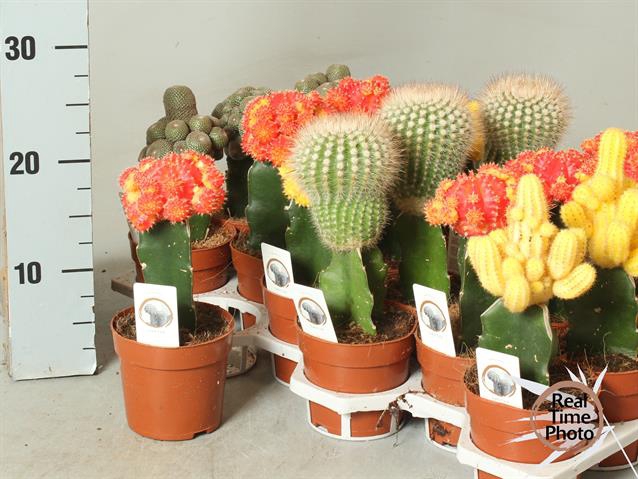 Gymnocalycum Japan mix (Cites) 10,5Ø 25cm