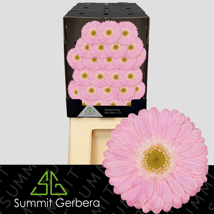 <h4>Germini Babble Diamond</h4>