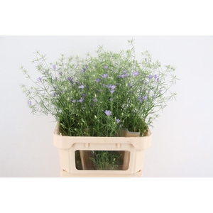 NIGE BUCHARICA BLUE STARS 085CM