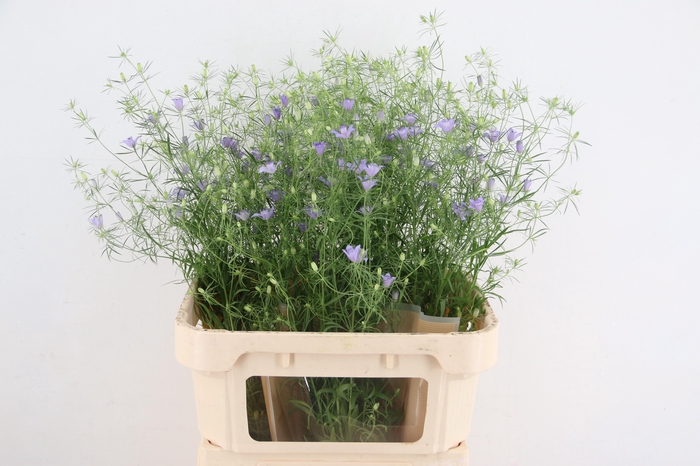 <h4>NIGE BUCHARICA BLUE STARS 085CM</h4>