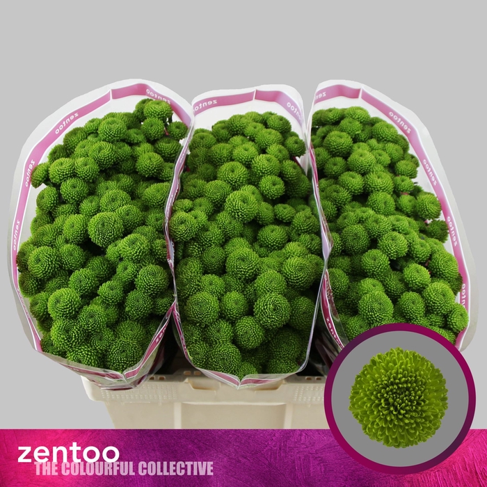 <h4>CHRYSANTHEMUM SA 'PEPTALK'</h4>