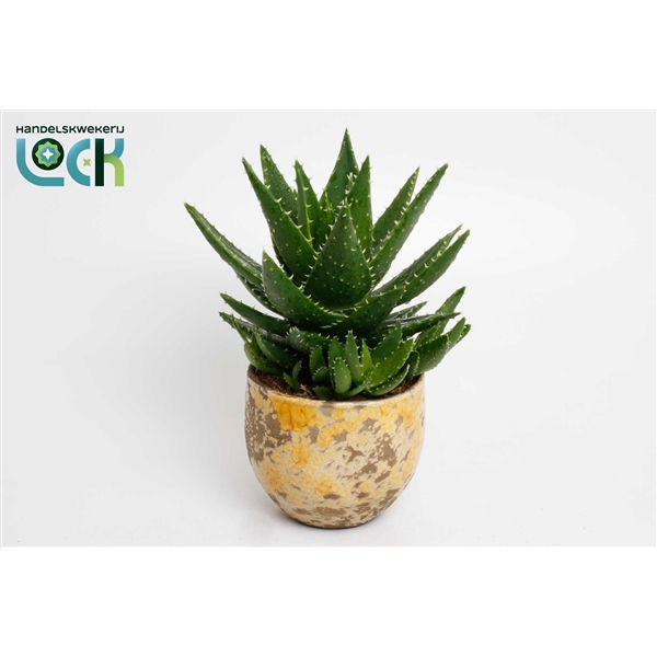 <h4>Aloë Mitriformis in gele luuk pot</h4>