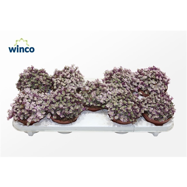 <h4>Tradescantia Fluminensis</h4>