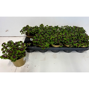 OXALIS DEPPEI