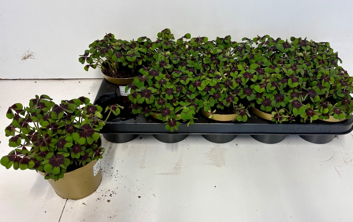 <h4>OXALIS DEPPEI</h4>