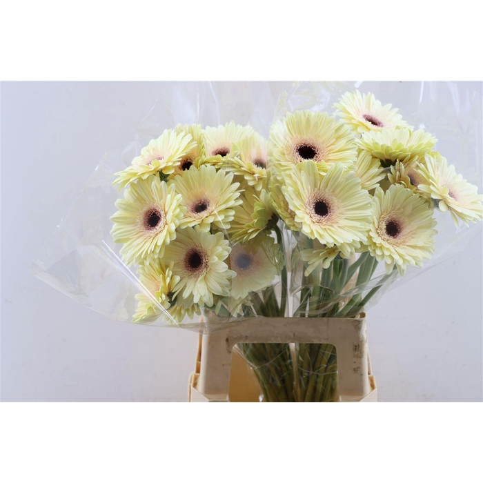 <h4>Ge Gr Eclair</h4>