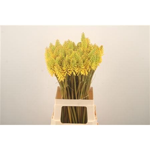 Knip Eycone Yellow