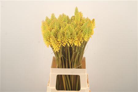 <h4>Knip Eycone Yellow</h4>
