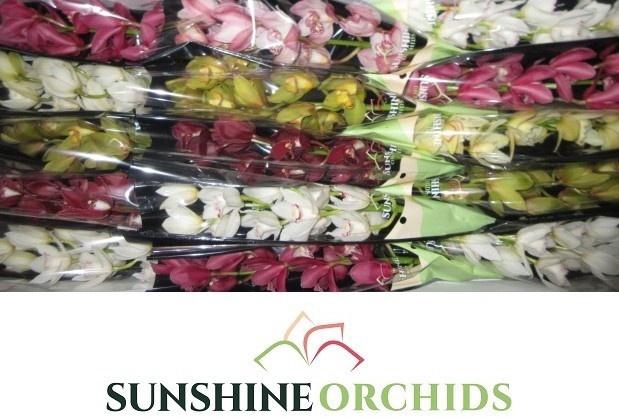 <h4>CYMB MI GEM</h4>