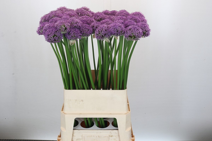 <h4>Allium Gladiator Promo</h4>
