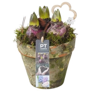 PTHC9175 Arrangement Hyacints in terracotta pot
