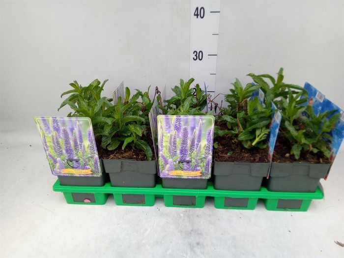 <h4>Veronica spicata</h4>