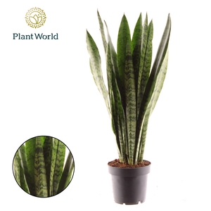Sansevieria Zeylanica (8+ blad)
