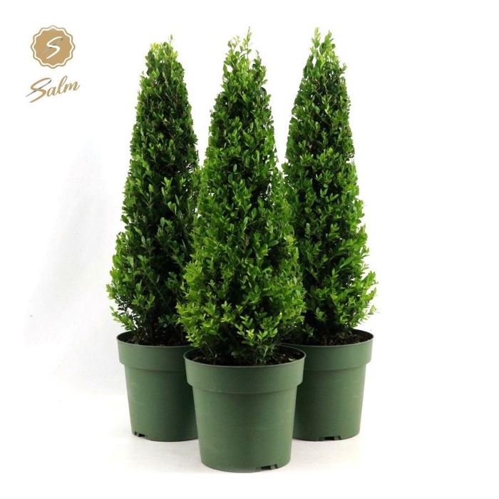 <h4>Ilex crenata 'Jenny'® Pyramid 55cm P21</h4>