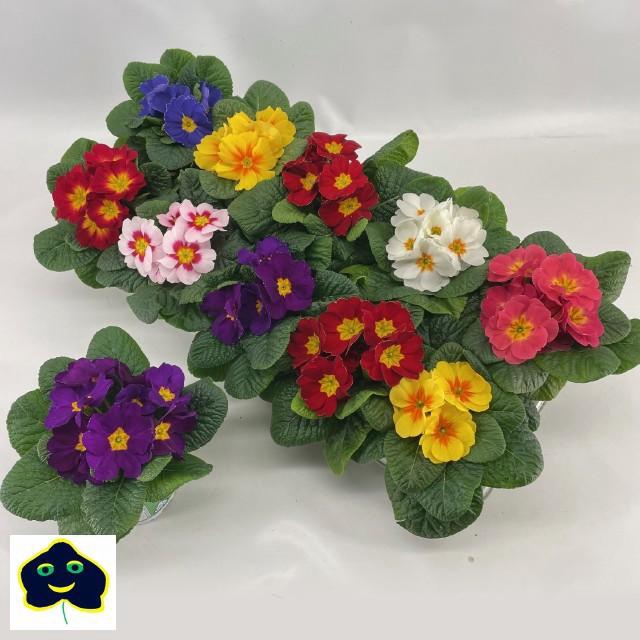 <h4>PRIM AC GEM</h4>