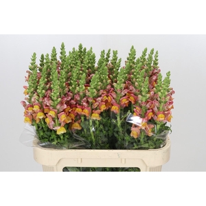 Antirrhinum Potomac Dark Orange