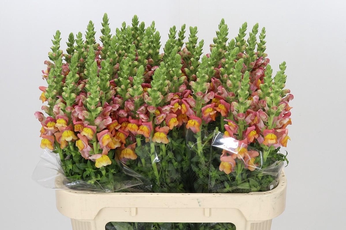 <h4>Antirrhinum Potomac Dark Orange</h4>