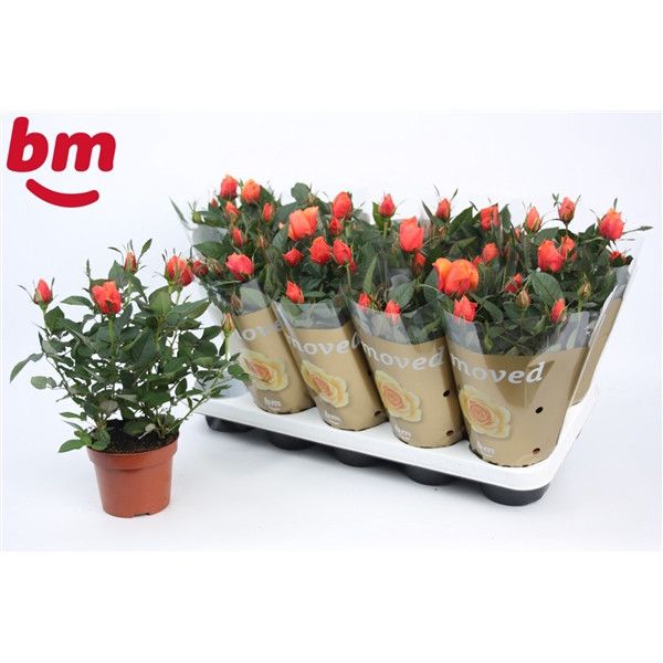 <h4>Rosa Orange Beau Monde (12 cm)</h4>