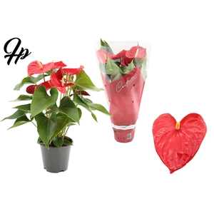 Anthurium 14 cm Casparo in Couture sleeve