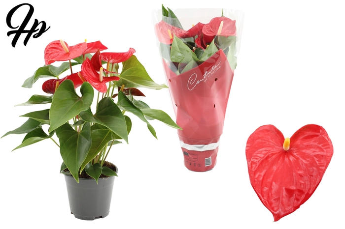 <h4>Anthurium 14 cm Casparo in Couture sleeve</h4>