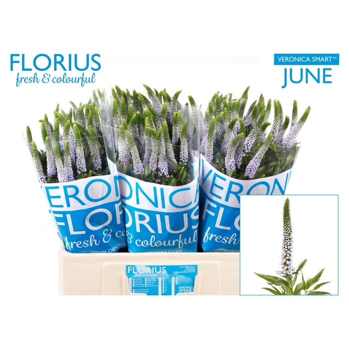 <h4>VERON SMART JUNE</h4>