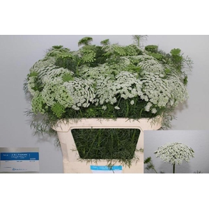 AMMI VIS CASABLANCA