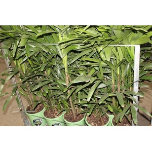 PALMEIRA RAPHIS P24
