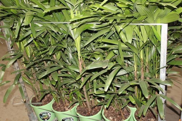 <h4>PALMEIRA RAPHIS P24</h4>
