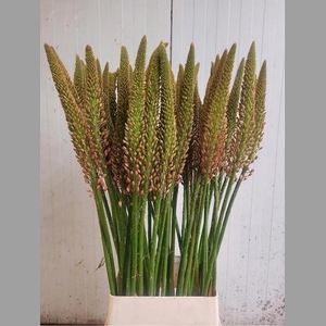EREMURUS CLEOPATRA